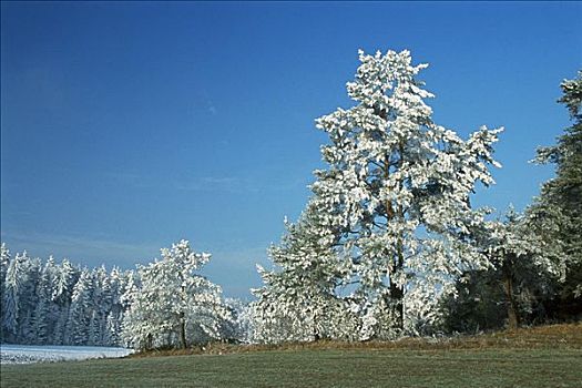 霜,树,巴伐利亚,德国
