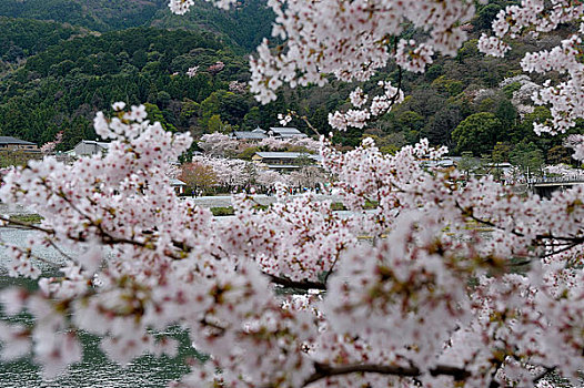 日本,靠近,京都,岚山,樱桃树,开花