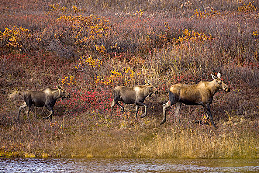阿拉斯加,驼鹿,女性,走,幼兽,苔原,德纳里峰国家公园