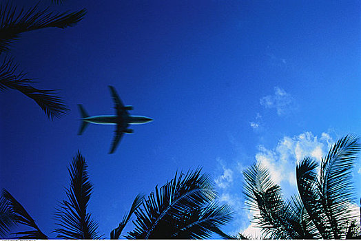 仰视,飞机,飞跃,棕榈树