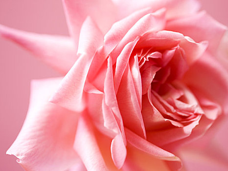 特写,粉红玫瑰