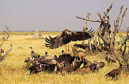 黑背狐狼,黑背豺,两个,兜帽,秃鹰,白背兀鹫,白背秃鹫,豺,畜体,南非水牛,非洲水牛,萨维提,乔贝国家公园,博茨瓦纳