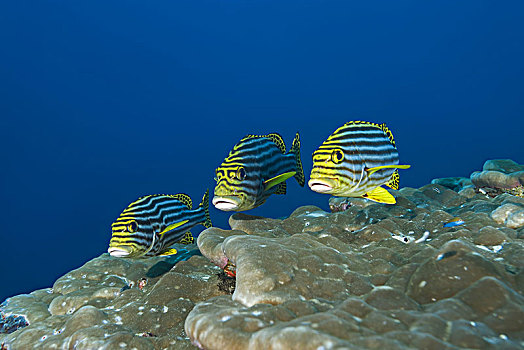 珊瑚鱼,上方,珊瑚礁,印度洋,马尔代夫,亚洲