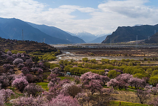 西藏林芝嘎啦桃花村