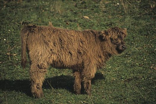 苏格兰,菜牛,幼兽