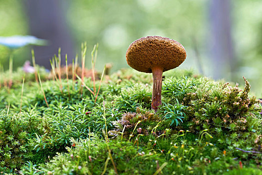 蘑菇,林中地面,秋天