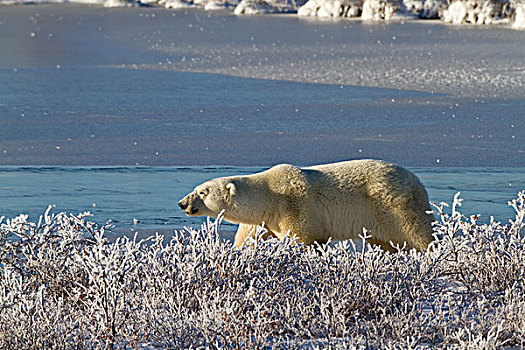 北极熊,走,靠近,冰冻,水塘,丘吉尔市,野生动物,管理,区域,加拿大