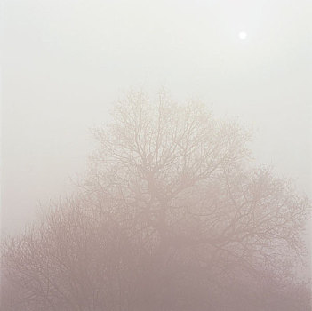 雾,上方,汉普斯泰德石南园