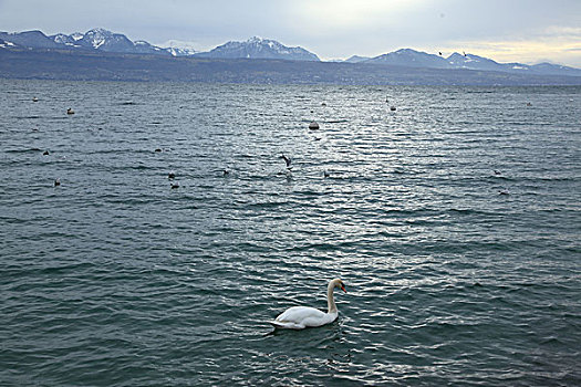 日内瓦湖