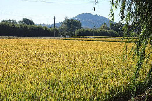 山东省日照市,千亩水稻喜获丰收,数千观众沉浸式体验稻田文化