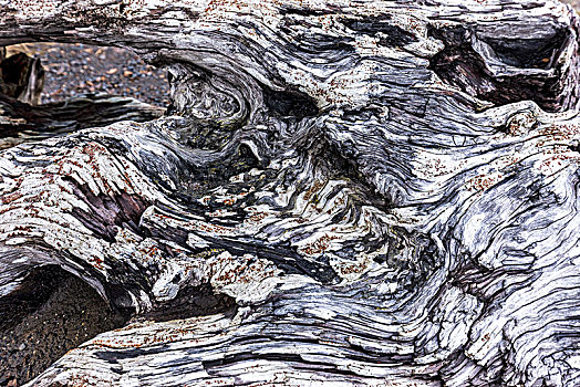 老,风化,树桩,抽象画面,北方,俄勒冈