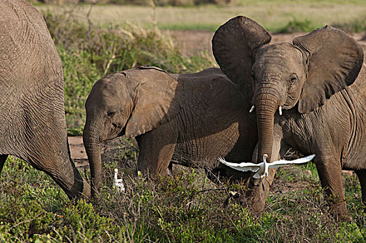 非洲象,幼兽,跟随,父母,安伯塞利国家公园,肯尼亚