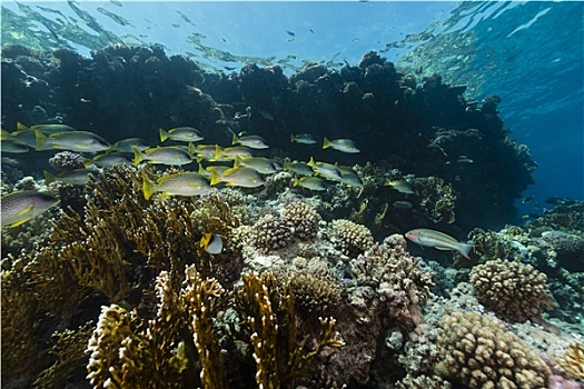 水生物,红海