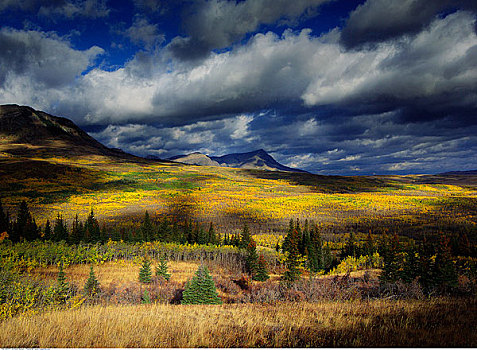 秋天,景色,艾伯塔省,加拿大