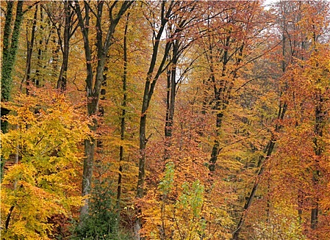 秋日树林