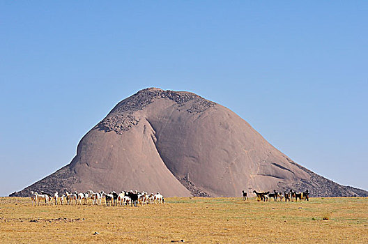 牧群,山羊,正面,独块巨石,沙漠,阿德拉尔,区域,毛里塔尼亚,非洲