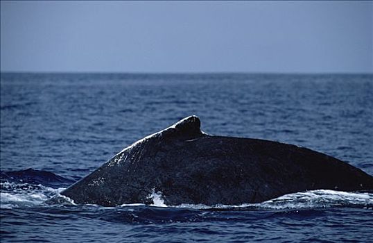 驼背鲸,大翅鲸属,鲸鱼,背鳍