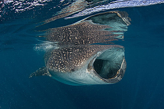 鲸鲨,进食,表面,水下视角,女人岛,墨西哥