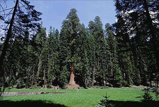 巨杉,小树林,红杉国家公园,加利福尼亚
