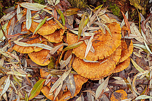 秋天,蘑菇