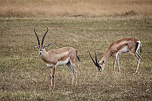 肯尼亚非洲大草原羚-两只