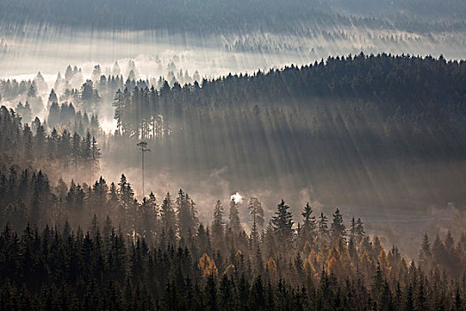 早晨,秋天,薄雾,靠近,湖,了望塔,黑森林,巴登符腾堡,德国,欧洲