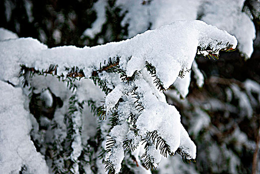 法国,上萨瓦省,下雪,冷杉,冬天