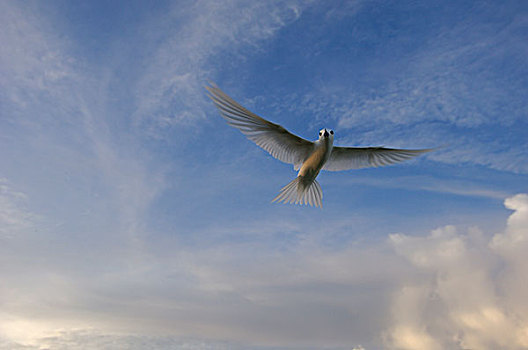 白燕鸥,阿尔巴,飞,塞舌尔