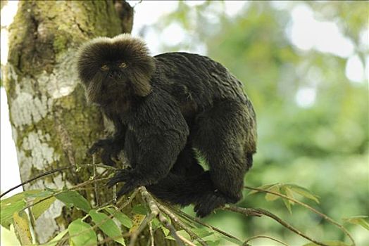 猴子,国家公园,哥伦比亚