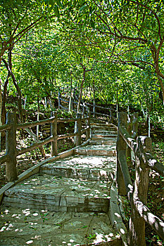 中国古典园林中的林荫小路