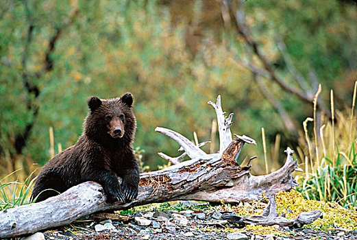 棕熊,阿拉斯加,半岛,美国,卡特麦国家公园