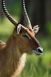 肯尼亚野生动物保护区图片