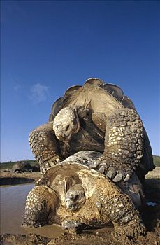 加拉帕戈斯巨龟,加拉帕戈斯象龟,交配,下雨,季节,阿尔斯多火山,伊莎贝拉岛,加拉帕戈斯群岛,厄瓜多尔