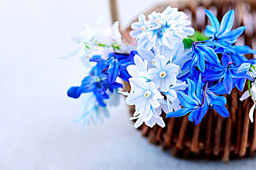 蓝色,花束,第一,春花,特写