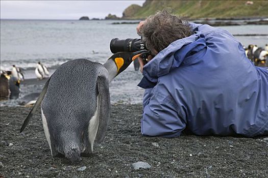 帝企鹅,调查,摄影师,沙,湾,麦夸里岛,亚南极,澳大利亚