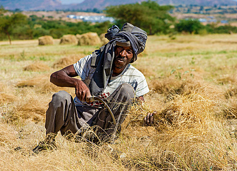 农民,收获,镰刀,埃塞俄比亚,非洲