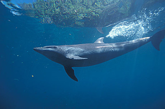 太平洋,密克罗尼西亚,帕劳,宽吻海豚