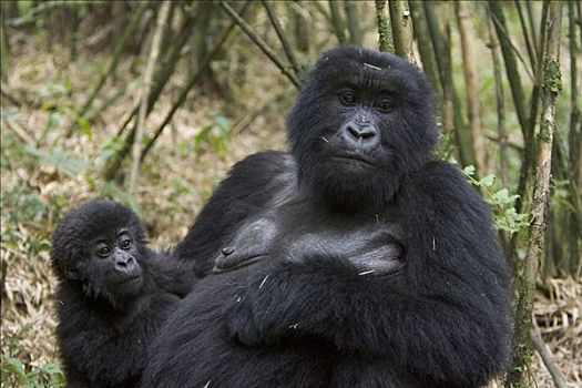 山地大猩猩,大猩猩,母亲,老,婴儿,濒危,国家,卢旺达