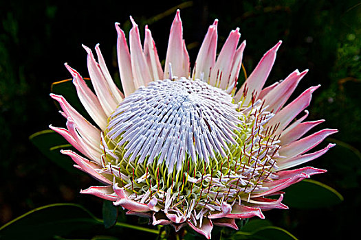 花,国家,植物园,靠近,开普敦,南非