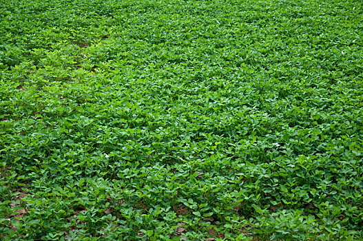 种植花生的农田局部