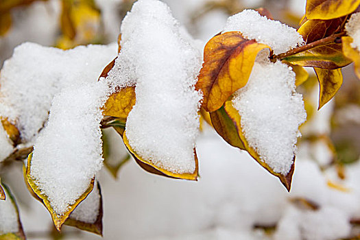 雪,黄叶,遮盖,冬天