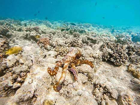 礁石,章鱼,霞水母章鱼,珊瑚