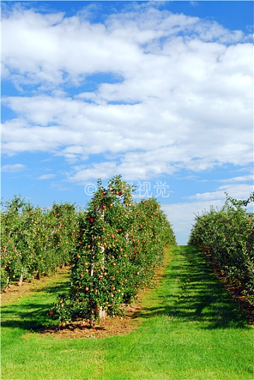 苹果园全景图片