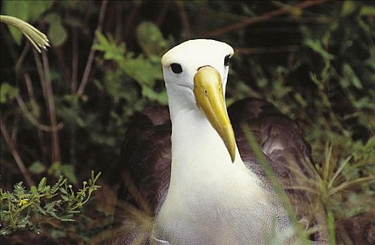 海鸟,加拉帕戈斯群岛,厄瓜多尔,南美
