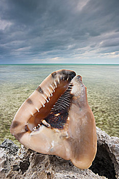 大,海螺壳,岛屿,特克斯和凯科斯群岛