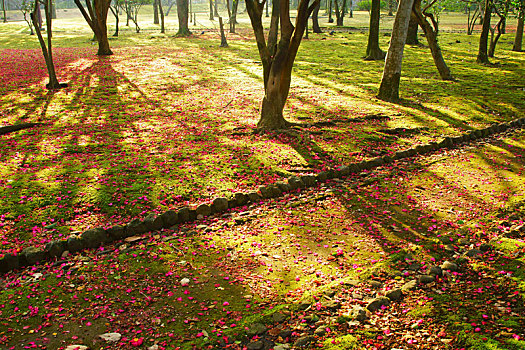 落下,山茶