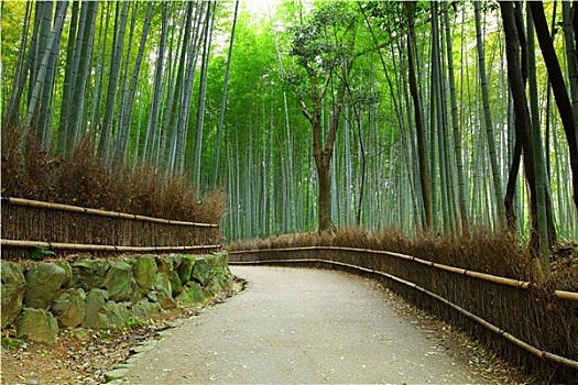 竹林,京都