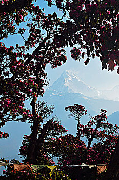 杜鹃花属植物,安纳普尔纳峰,保护区,尼泊尔