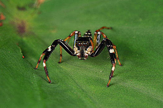跳蛛,古农列尤择国家公园,北方,苏门答腊岛,印度尼西亚