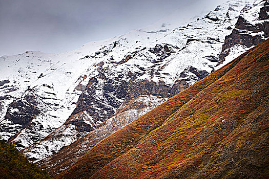 远景,野大白羊,放牧,陡峭,山,兰格尔,阿拉斯加,美国